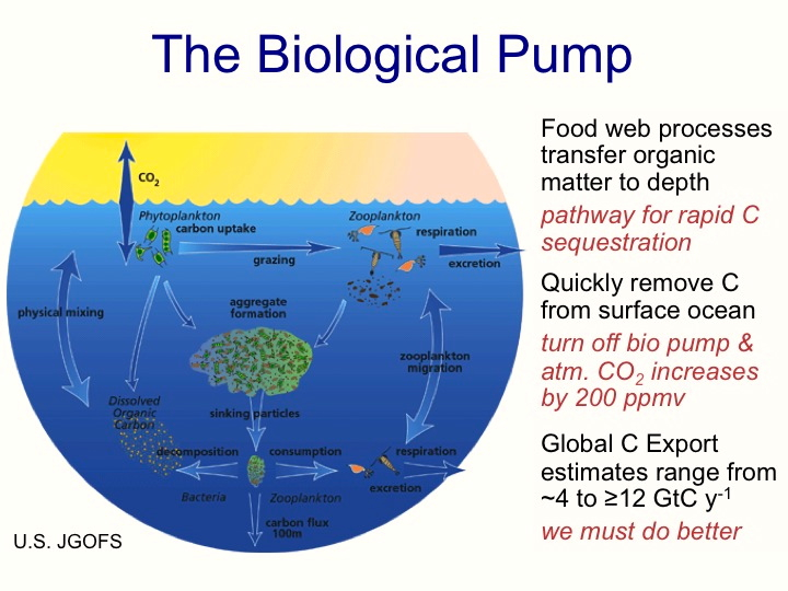 Ocean Food Web Key in Global Carbon Cycle | The Current